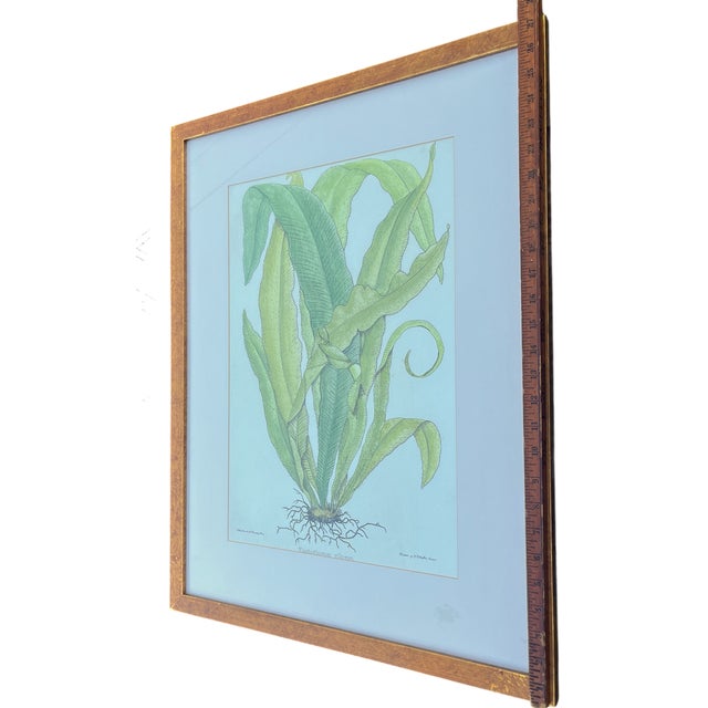 Bunny Williams Home Late 20th Century Framed Botanical Fern Print by W. King Ambler For Sale - Image 4 of 8