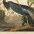 John James Audubon 1990s Louisiana Heron by Audubon, Large American Classical or Chinoiserie Print For Sale - Image 4 of 10