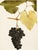 1900s U. P. Hedrick, Original Antique Photogravure of Ives Grapes For Sale In Dallas - Image 6 of 6