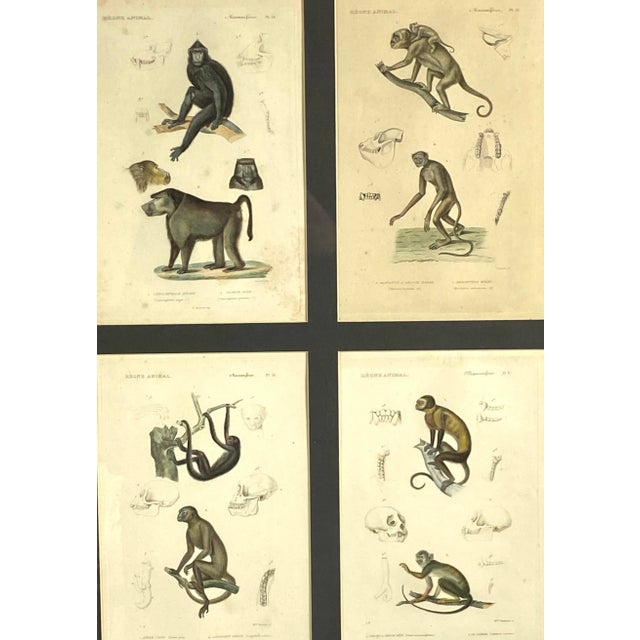 Early 19th Century "Le Règne Animal" Monkey and Lemur Study Engravings, Framed - Set of 3 For Sale - Image 10 of 13