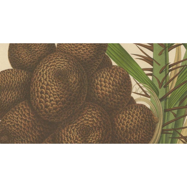 Hoola van Nooten, Salak Palm Botanical, 1880, Chromolithograph For Sale - Image 4 of 10