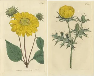 Curtis, Prickly Poppy, Perennial Sunflower, 1794, Prints, Set of 2