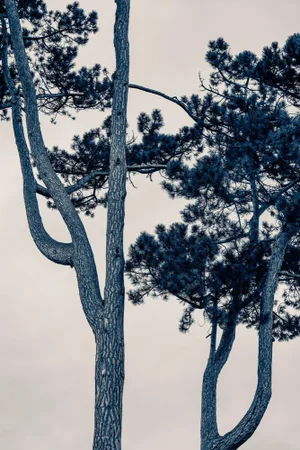 Guy Sargent, The Pine Tree, Archival Pigment Print
