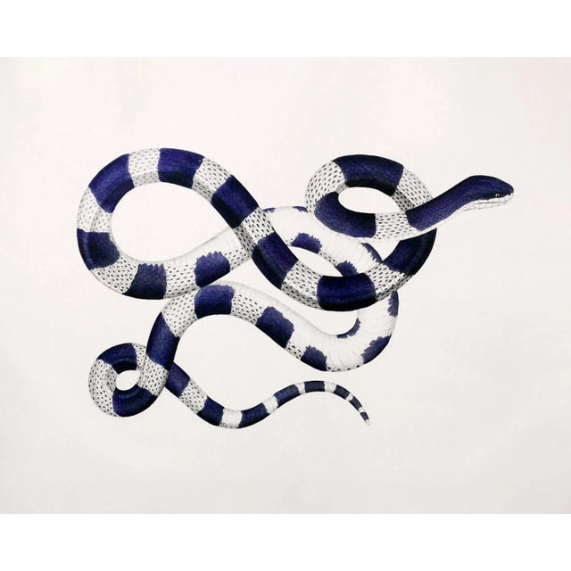 Reproduction "Indigo Snake" Contemporary Reptile Study Print - 16" X 20" For Sale