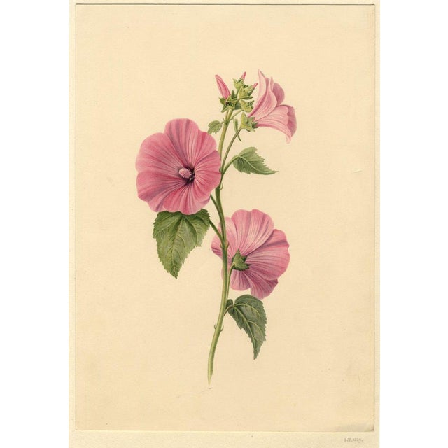 S. Twopenny, Pink Lavatera Mallow Flower, 1839, Watercolour For Sale - Image 3 of 6