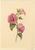 S. Twopenny, Pink Lavatera Mallow Flower, 1839, Watercolour For Sale - Image 3 of 6
