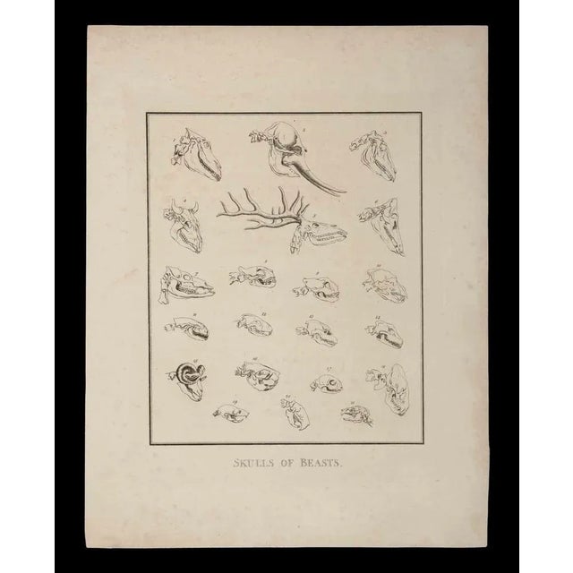Skulls of Beasts is an original etching artwork realized by Thomas Holloway for Johann Caspar Lavater's "Essays on...