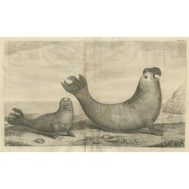 Antique print titled 'A Sea-Lion and Lioness'. Original antique print of two sea lions on the shore of Juan Fernandes...