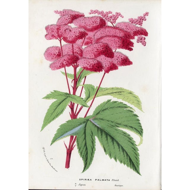 14 Van Houtte Botanicals! Hand Color c.1853 Set B For Sale - Image 12 of 15