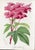 14 Van Houtte Botanicals! Hand Color c.1853 Set B For Sale - Image 12 of 15
