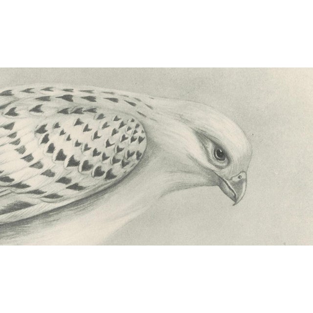 Lilian M. Medland, Greenland Gyrfalcon Bird, 1908, Monochrome Ornithological Plate For Sale - Image 6 of 9