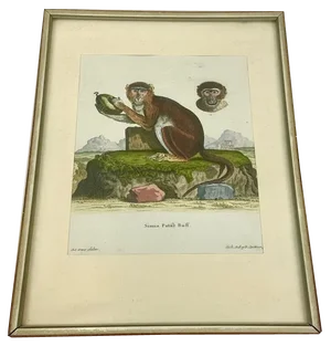 Johan Sebastian Leitner, Monkey, 1775, Copperplate Engraving