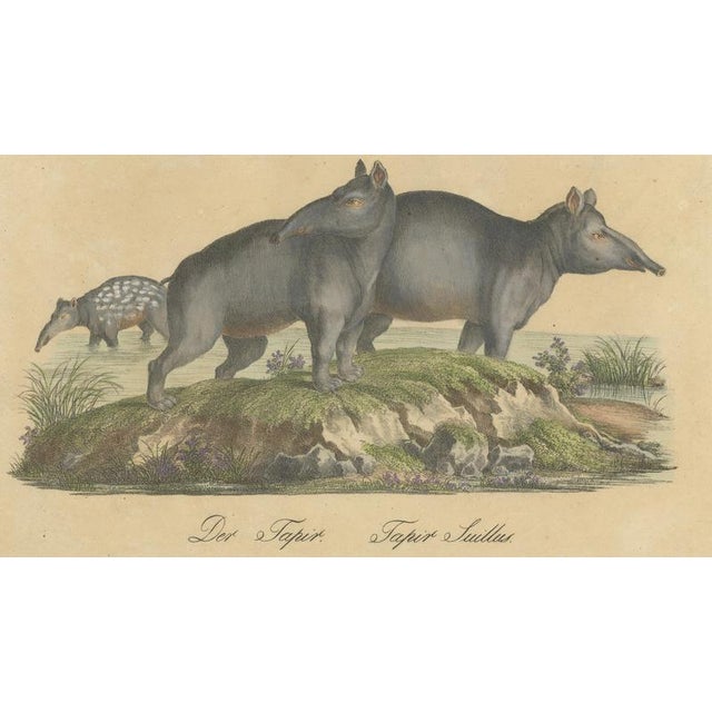 Early 19th Century Karl Joseph Brodtmann, Tapir Family with Juvenile in Tropical Wetland, 1816, Lithograph For Sale - Image 5 of 10