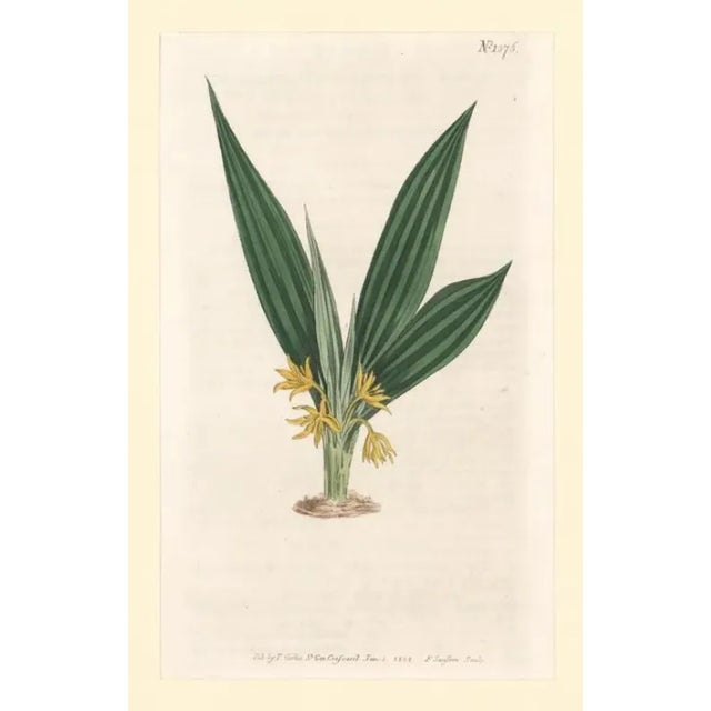 Early 19th century antique hand-colored botanical print from The Botanical Magazine; or Flower-Garden Displayed by William...