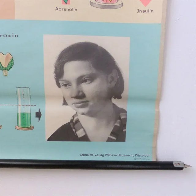 School Educational Hormones Poster from Hagemann Düsseldorf, 1950s For Sale - Image 6 of 7