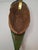 Authentic Baule Goli Kpan Ritual Mask Ivory Coast Hand Carved Wood 14.5" X 4.5" For Sale - Image 17 of 18
