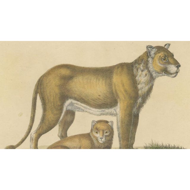 Paper Brodtmann, Lioness and Cub, 1816, Lithograph For Sale - Image 7 of 9