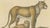 Paper Brodtmann, Lioness and Cub, 1816, Lithograph For Sale - Image 7 of 9