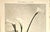 RARE! This is an original 1902 botanical photograph lithograph from a French portfolio of 4 volumes of "Encyclopedie de la...