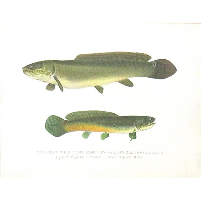 Set of 4 Original Antique Denton Framed Fish Prints C. 1900 For Sale - Image 4 of 7