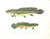 Set of 4 Original Antique Denton Framed Fish Prints C. 1900 For Sale - Image 4 of 7