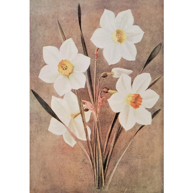 1911 Botanical Chromolithograph- Narcissi (Daffodils), Matted For Sale
