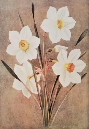 1911 Botanical Chromolithograph- Narcissi (Daffodils), Matted