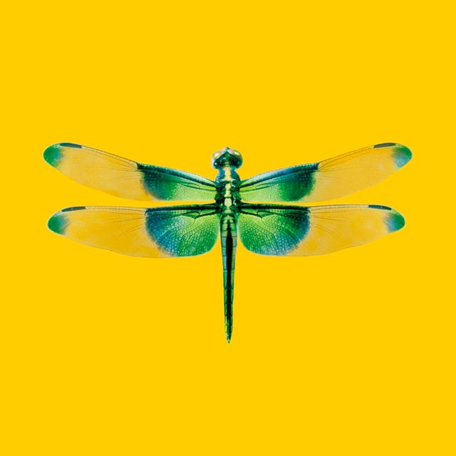 DWM | MALOOS Modern Dragonfly Yellow and Green Custom Print Wallpaper For Sale