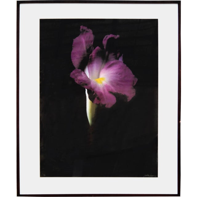 Fuschia Wild Ginger (Large), Jonathan Singer, Photography For Sale - Image 4 of 4