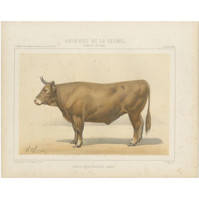 Borie, Bresse Ox, French Cattle Breed, 1863, Chromolithograph For Sale - Image 3 of 9