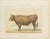 Borie, Bresse Ox, French Cattle Breed, 1863, Chromolithograph For Sale - Image 3 of 9