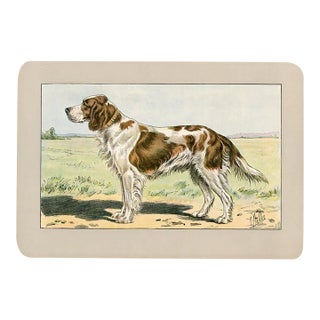 Scottish Setter Dog Print, 1907, Antique Dog Print, Lithograph, France For Sale