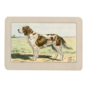 Scottish Setter Dog Print, 1907, Antique Dog Print, Lithograph, France