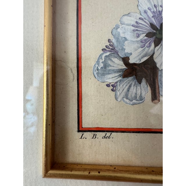 Late 18th Century 18th Century French Hand-Colored Botanical Fruit Engravings – Almond & Plum – Framed Pai For Sale - Image 5 of 9