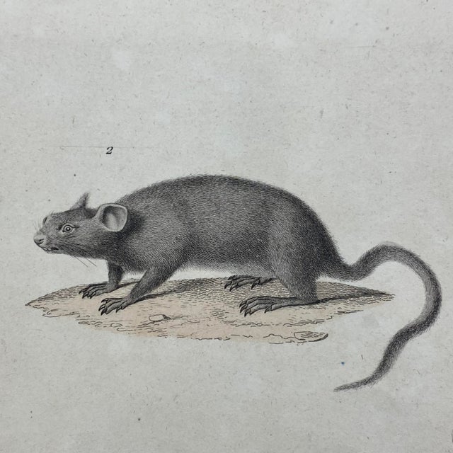 French Antique 18th Century "Le Chinchilla" Chinchilla Engraving Hand Colored Signed Artwork For Sale - Image 4 of 7