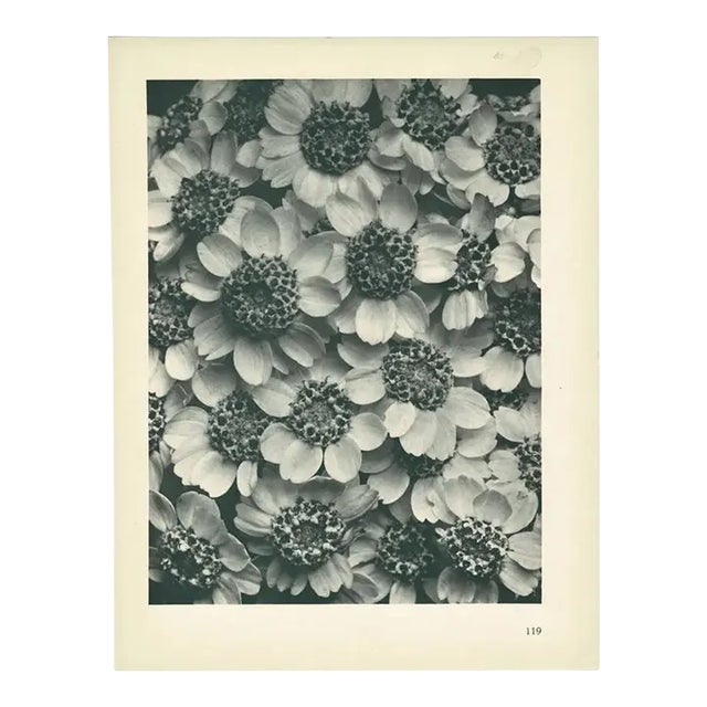 1928 Karl Blossfeldt Original Period Photogravure N119 of Achillea Clypeolata For Sale