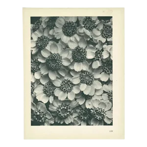1928 Karl Blossfeldt Original Period Photogravure N119 of Achillea Clypeolata