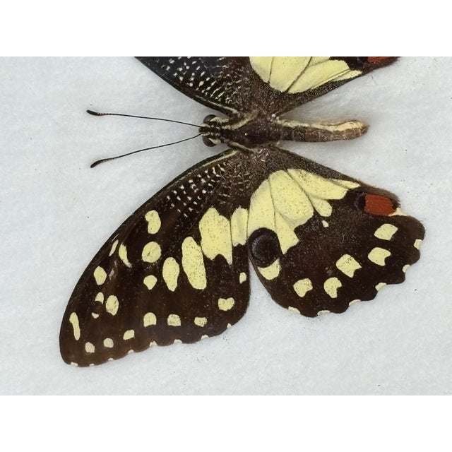 The Lime Butterfly A beautiful bit of taxidermy...gorgeous large specimen of a monarch type butterfly. Simple, lovely...