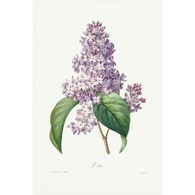 Lilac by Redouté, Vintage Botanical Art Print, 32" X 48" For Sale