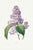 Lilac by Redouté, Vintage Botanical Art Print, 32" X 48" For Sale