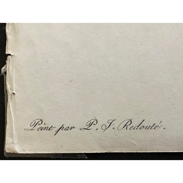 Early 19th Century French Botanical Print 'Andromeda Ferrugineal' of Le Jardin De Malmaison, Pierre Joseph Redouté For Sale - Image 5 of 6