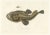 Blanchard, Anglerfish or Monkfish, 1845, Hand-Colored Lithograph For Sale - Image 10 of 10