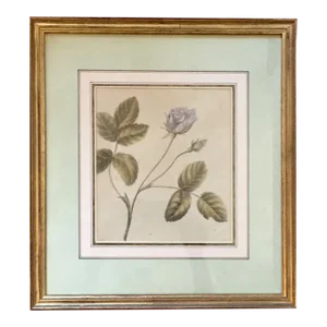 Antique 18th Century English Botanical Watercolor Painting by Lady Charlotte Murray 1785 - a Rose - Clarendon Gallery London