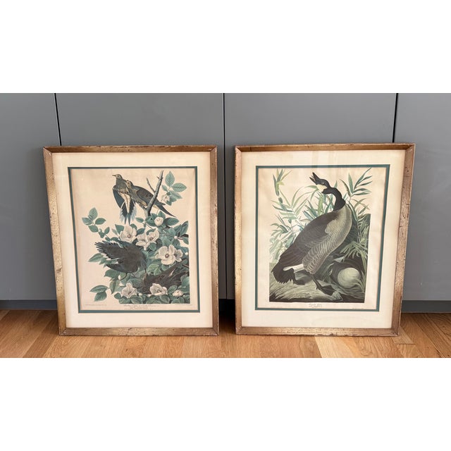 Pair of vintage mid century lithograph reproductions of birds from John James Audubon's Birds of America series, including...