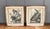 Pair of vintage mid century lithograph reproductions of birds from John James Audubon's Birds of America series, including...