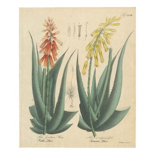 Aloe Socotrina & Aloe Vulgaris, 1800s, Paper For Sale