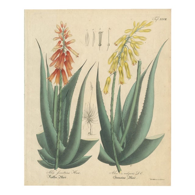 Aloe Socotrina & Aloe Vulgaris, 1800s, Paper For Sale