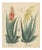 Aloe Socotrina & Aloe Vulgaris, 1800s, Paper For Sale
