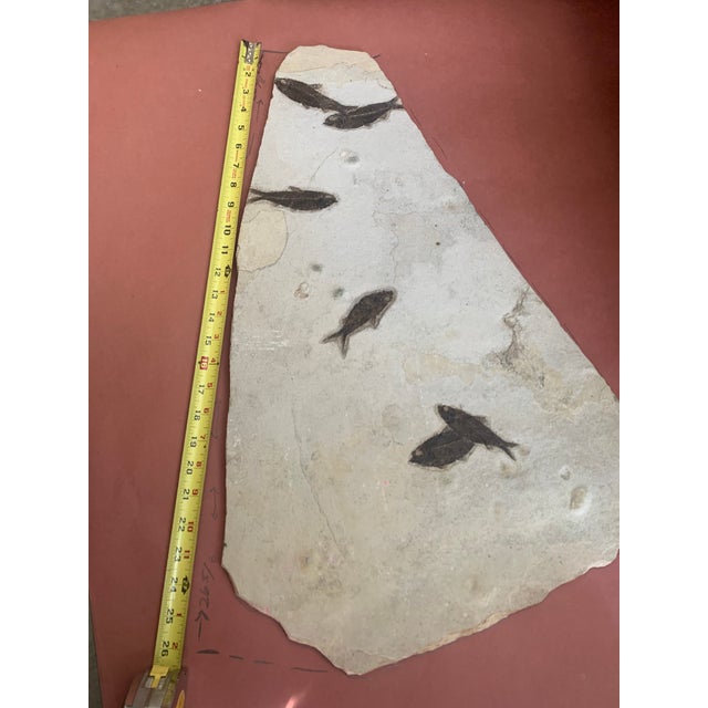 50,000,000 Yr Old Large Diplomytus and Cockerellites Fish Fossil Plate For Sale - Image 4 of 6