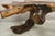 Vintage Mid Century Modern Organic Driftwood Sculptural Bench Coffee Table For Sale - Image 9 of 12